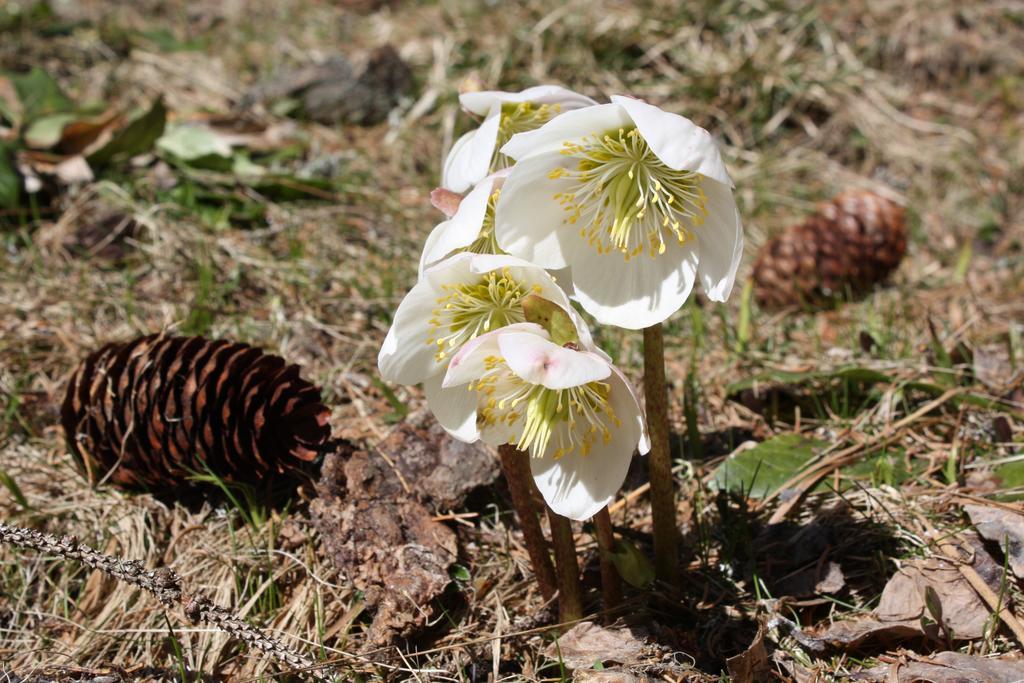 Huettentraum Flattnitz Εξωτερικό φωτογραφία